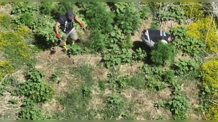 Diyarbakır'da 1220 kök kenevir ele geçirildi