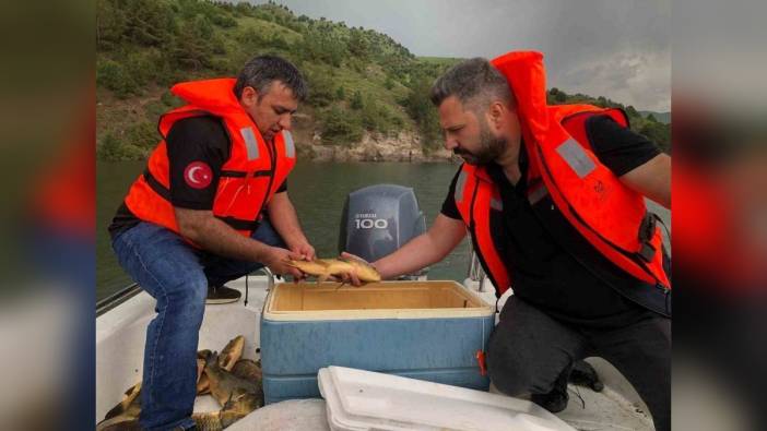 Kars'ta sazan balığı türleri araştırılıyor