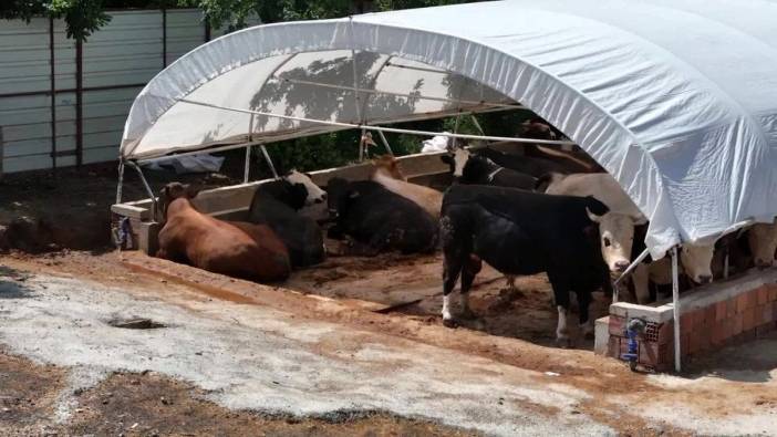 Beykoz'da 139 kurbanlık satış ve kesim yeri denetleniyor