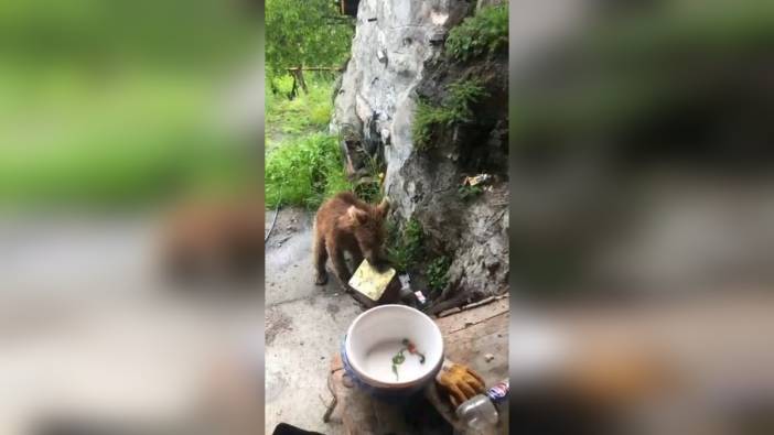 Artvin'de ayı, köy evinin kapısına kadar geldi
