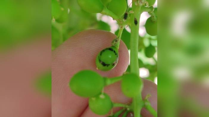 Salihli'de üzüm üreticilerine salkım güvesi uyarısı: İlaçlama zamanı