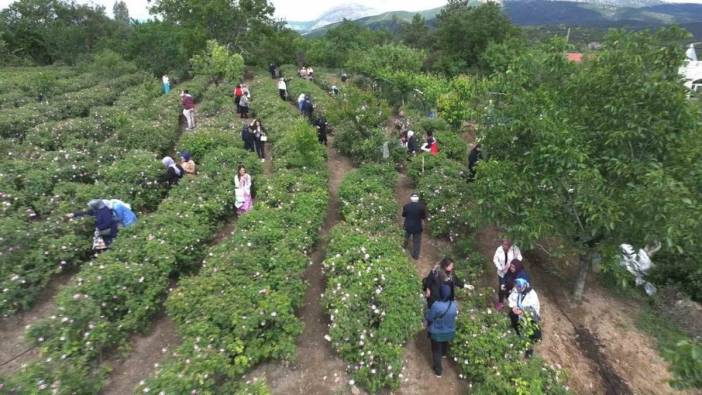 Isparta Gül Festivali'nde gül hasadı ve halk oyunları gösterileri