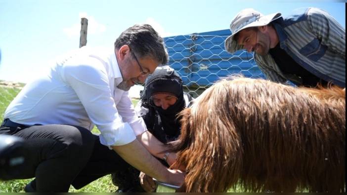 Bakan Yumaklı, Muş'ta keçi sağdı