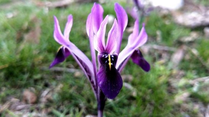 Kayseri'nin 'kır navruzu' çiçek açtı