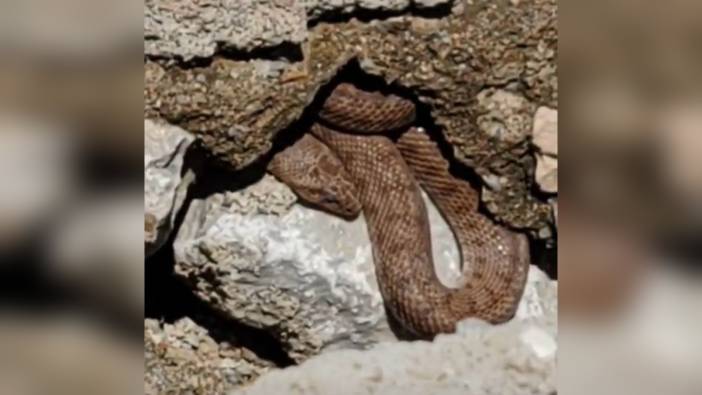 Malatya'da yürüyüş yolunda görülen yılan paniğe neden oldu