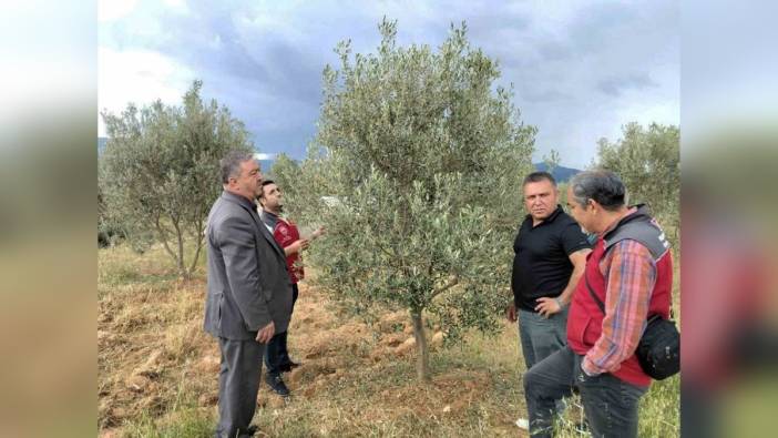 Muğla'da dolu ve sağanak: Zeytin, asma ve tütün zarar gördü
