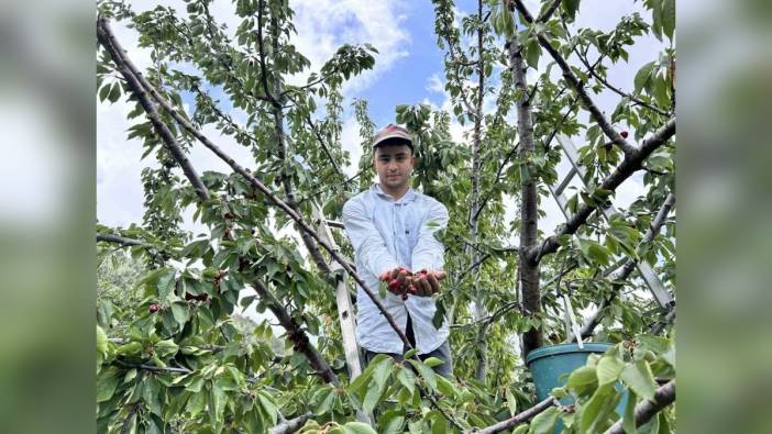 Hatay'da kiraz hasadı başladı: Don afetinden etkilenen kiraz 100 TL'den alıcı buluyor