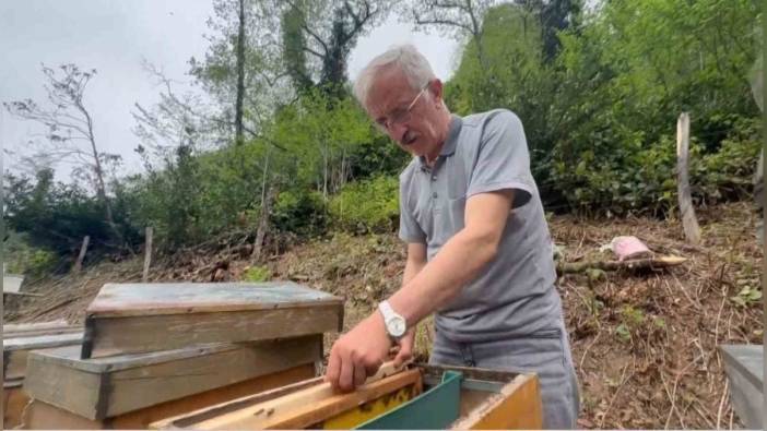 Karadeniz'in 'deli bal'ı dört yılda bir hasat ediliyor