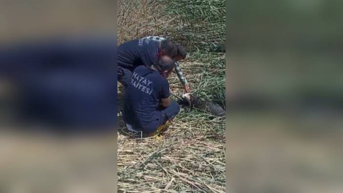 Reyhanlı'da çamura saplanan 2 kurbanlık koyun itfaiye tarafından kurtarıldı