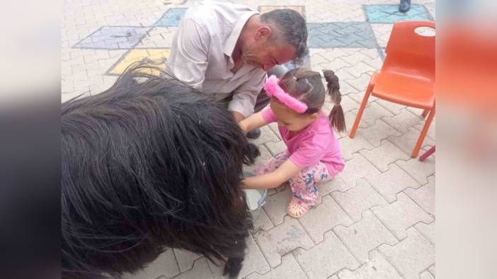 Şırnak'ta 1 Haziran Dünya Süt Günü etkinliği: Çocuklar keçi sağdı