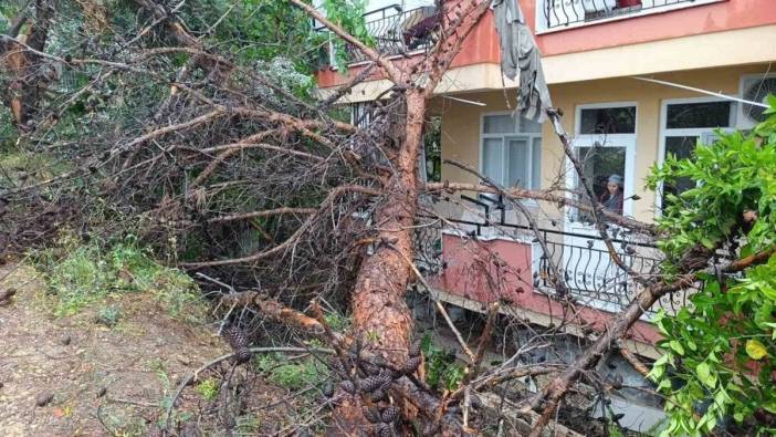 Manavgat'ta kurumuş çam ağacı, apartmanın üzerine devrildi