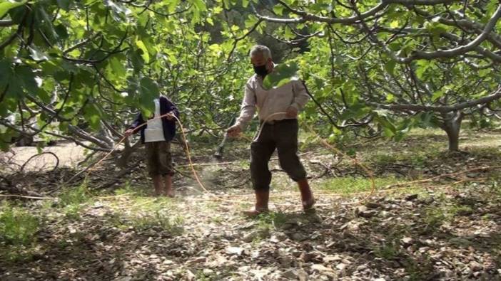 İbradı'da incir üreticileri Ağustos ayında yüksek rekolte bekliyor