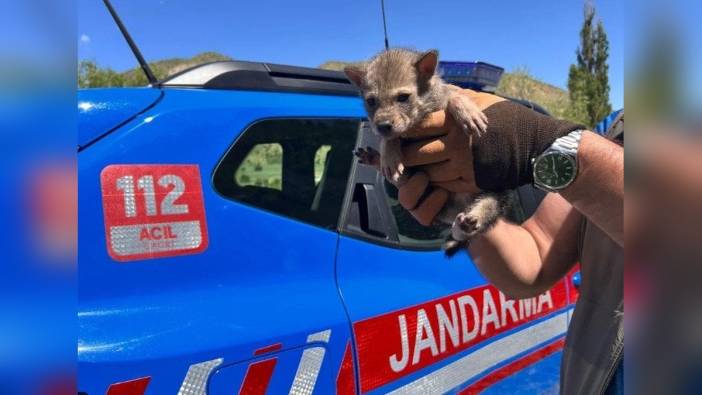 Erzurum'da kurt ve ayı yavrusu koruma altına alındı