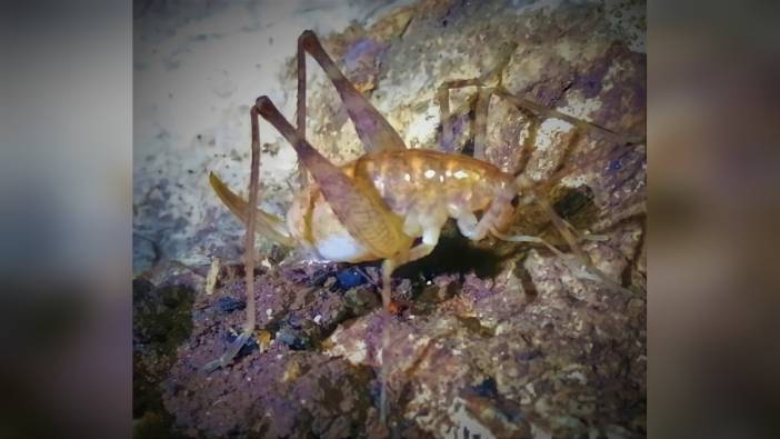 Diyarbakır'da yeni bir çekirge türü keşfedildi: Troglophilus diclensis