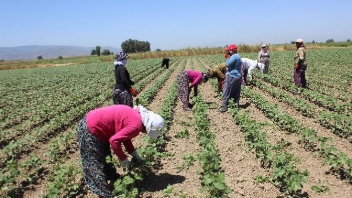 Bursalı kadın  çiftçiler güçleniyor