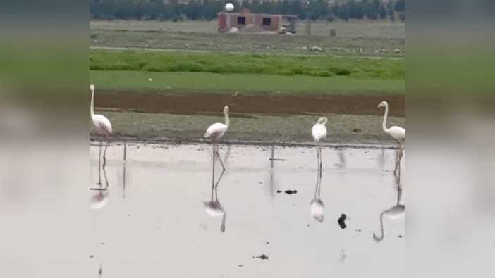 Diyarbakır'da uzun yıllar sonra ilk kez flamingo görüntülendi