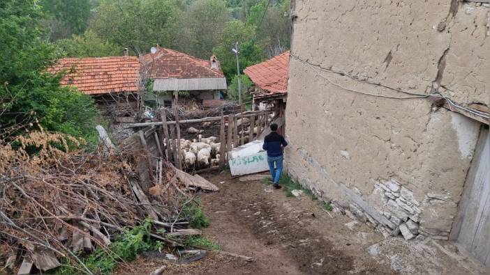 Domaniç'te kurt saldırısı: 25 koyun telef oldu