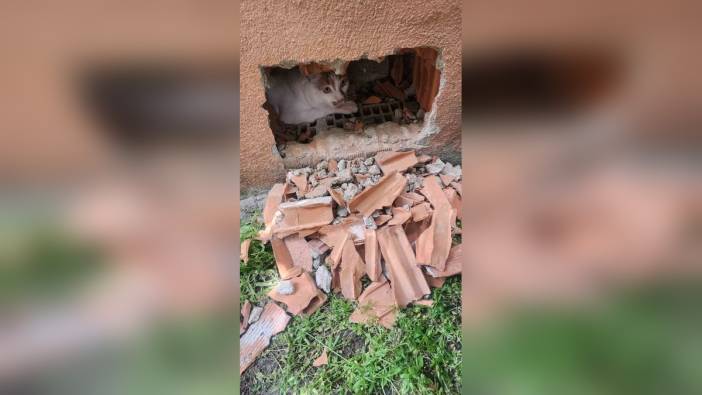 Eskişehir'de duvar içinde sıkışan kedi kurtarıldı