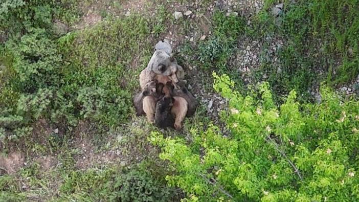 Tunceli'de üç yavrusunu emziren anne ayı görüntülendi