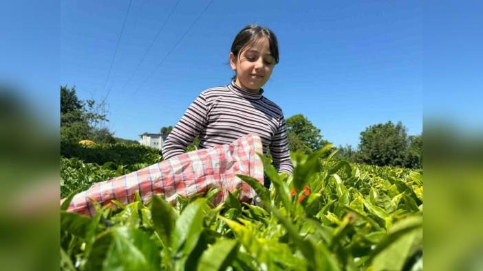 ÇAYKUR'da yaş çay alım kontenjanı 25 kilograma düşürüldü