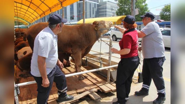 İBB'den kaçak kurbanlıklar için Boğa Yakalama Timi