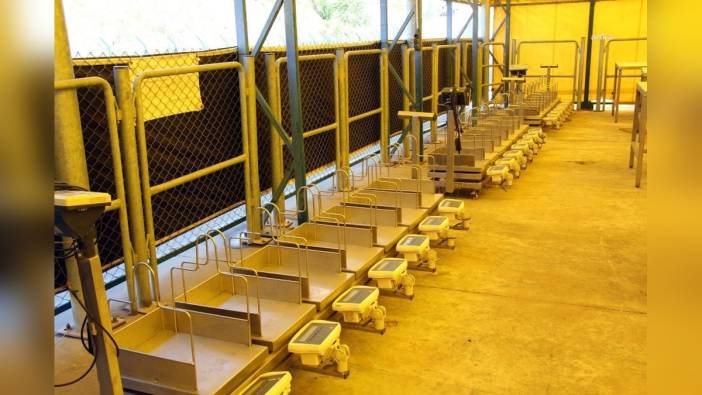 İBB'den Kurban Bayramı hazırlıkları: 4 tesiste kurban hizmeti, toplu ulaşım ücretsiz