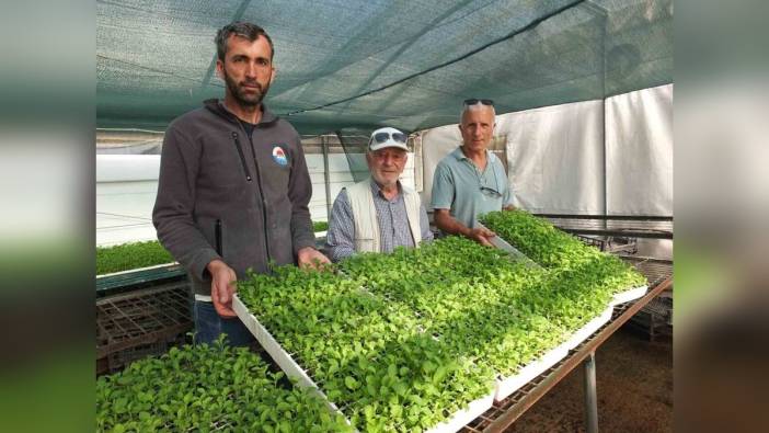 Emekli albay Güvenç, 50 bin stevia fidesini Marmara Adası'na gönderdi
