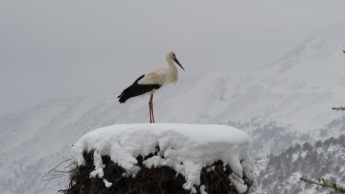 Leyleklere ilkbaharda 'kar' sürprizi
