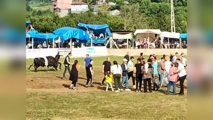 Artvin'de şampiyon boğa sahibine saldırdı