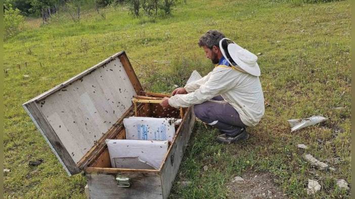 Kastamonu'da ayı, 4 kovanı parçaladı