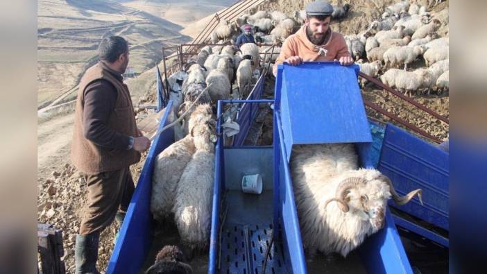 Bayburt'ta 3 bine yakın koyun, parazit mücadelesi kapsamında yıkandı ve ilaçlandı
