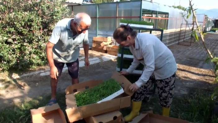 Emekli albay Güvenç, 50 bin stevia fidesini Marmara Adası'na gönderdi