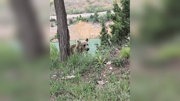 Sivas'ta yiyecek arayan yavru ayı görüntülendi