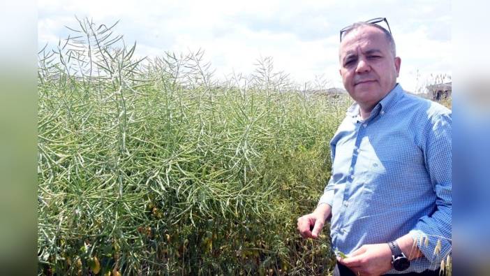 Tekirdağ'da kanola tarlalarında tırtıl görüldü