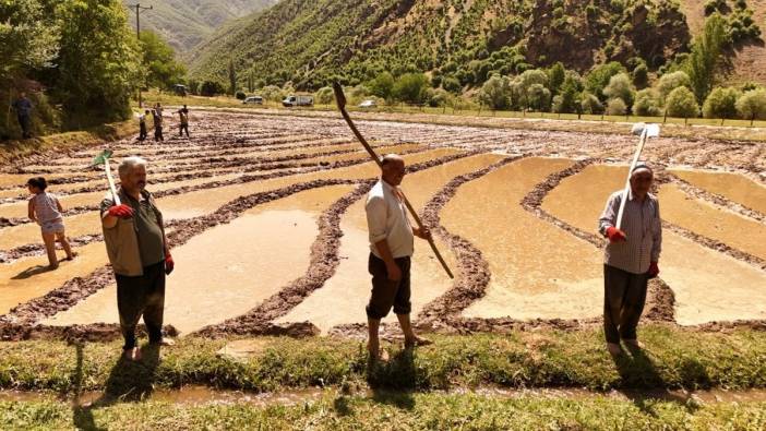 Bitlis'in Çeltikli köyünde asırlık çeltik geleneği devam ediyor