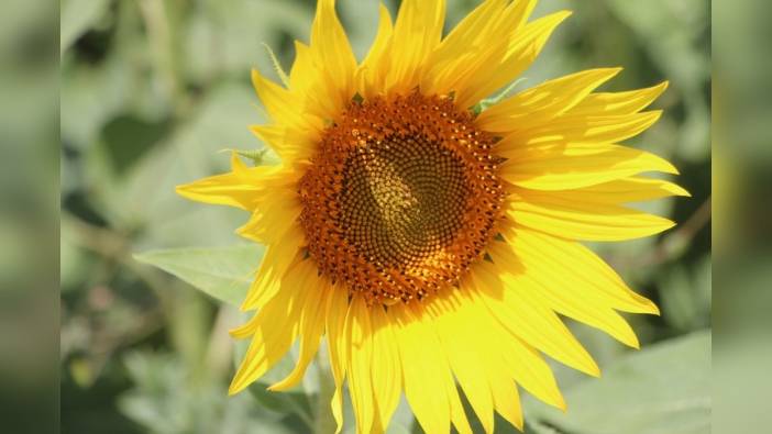 Karataş Ziraat Odası Başkanı Yeşilyaprak: Ayçiçeği, su kıtlığına karşı çözüm
