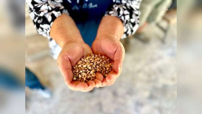 Urla Belediyesi'nden ipek börülce üreticisine tohum ve gübre desteği