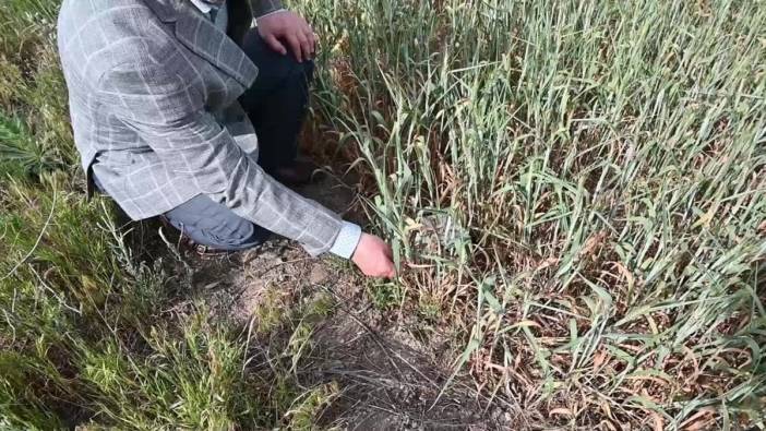 Yozgat'ta kuraklık ve dolu çiftçiyi vurdu: 'Hepimiz borçluyuz'