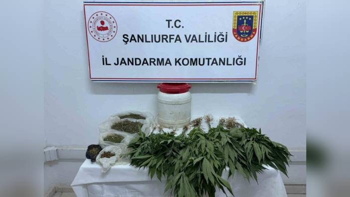 Şanlıurfa'da 29 kenevir bitkisi ve 486 gram kubar esrar ele geçirildi