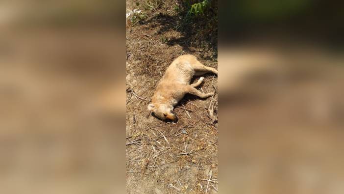 Manisa'nın Turgutlu ilçesinde 8 hayvan ölü bulundu: Hayvan Hakları Derneği Başkanı Sallıtepe'den yetkililere çağrı