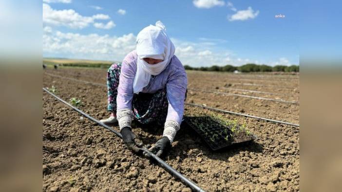 Silivri Belediyesi TÜRAM'da yazlık sebze fidesi dikimi ve damlama sulama hattı kurulum çalışmalarına devam ediyor