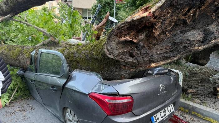 Beşiktaş'ta 150 yıllık ağaç devrildi: 3 araç kullanılamaz hale geldi