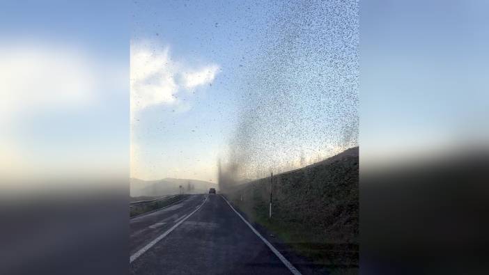 Çıldır Gölü'nde yeşil sinek istilası