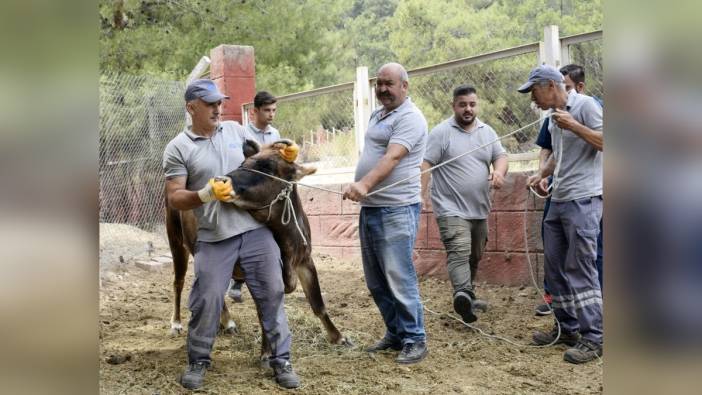 Antalya Büyükşehir Belediyesi'nden Kurban Bayramı'nda 20 kişilik hayvan yakalama ekibi