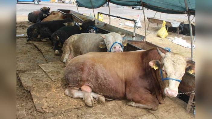 Kayseri'de kurban pazarlarında hareketlilik başladı