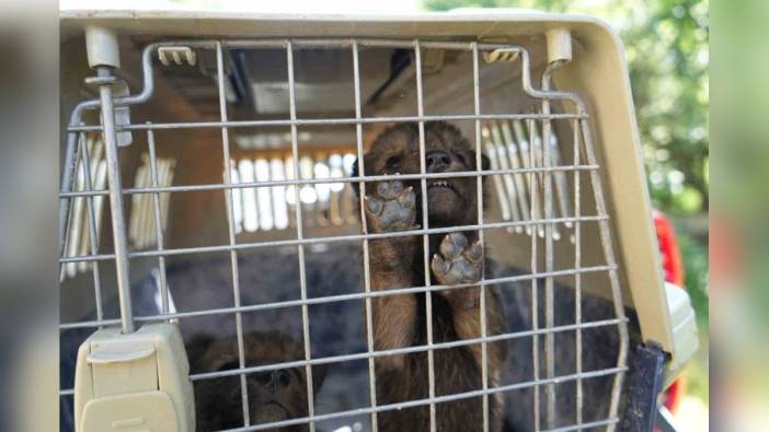 Muş'ta 4 kurt yavrusu koruma altına alındı