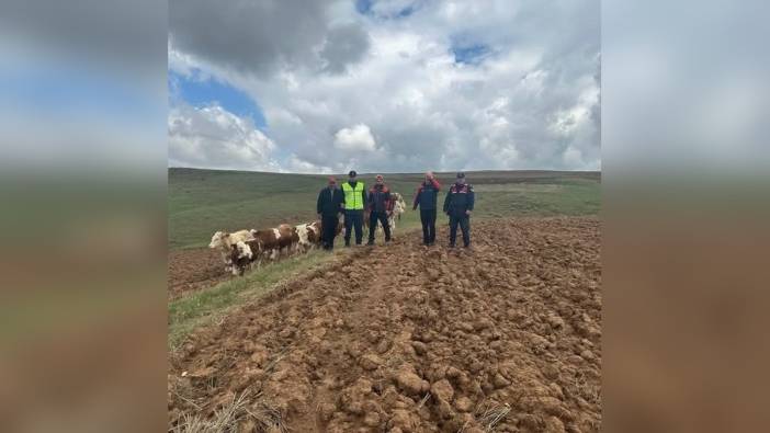 Sivas'ta kayıp 9 büyükbaş hayvan, AFAD'ın havadan aramasıyla bulundu