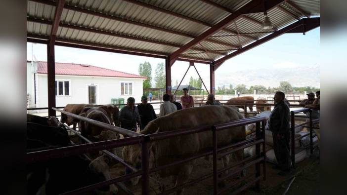 Erzincan hayvan pazarında Kurban Bayramı hareketliliği başladı