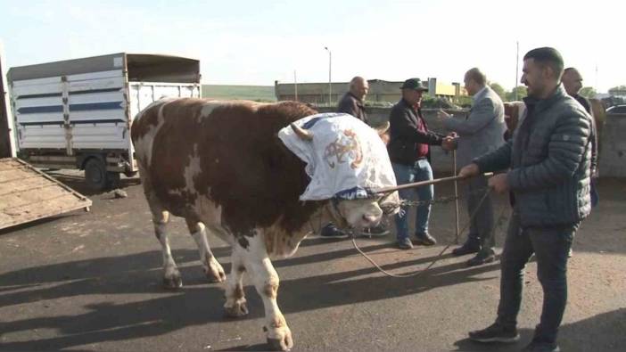 Kars Hayvan Pazarı'nda 900 kiloluk 'Rıfkı' 300 bin TL'ye satıldı
