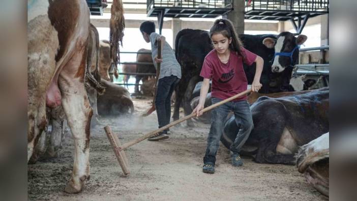 Muş'tan Bursa'ya 1350 kilometre: Özmen kardeşler kurban pazarında babalarına yardım ediyor